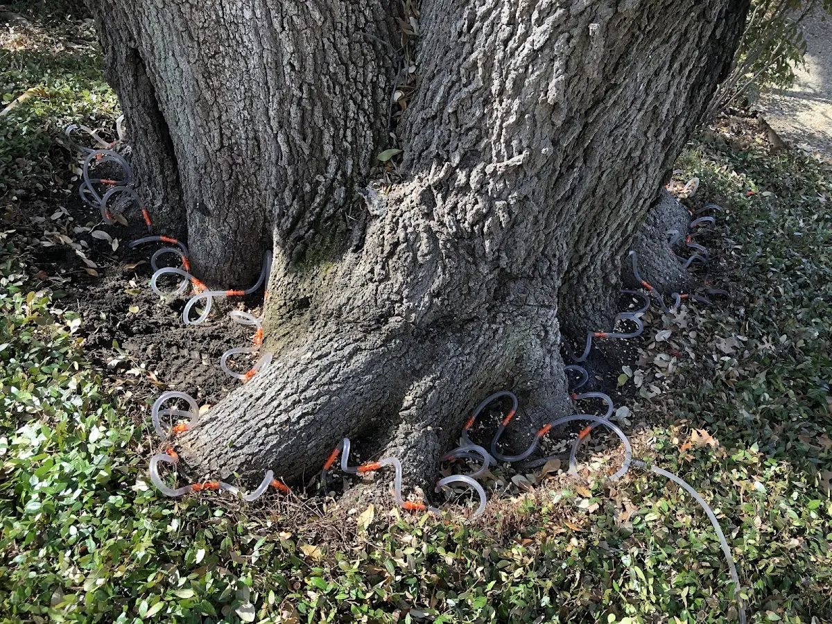 Detailed Tree Cabling and Bracing job site in Melbourne Beach