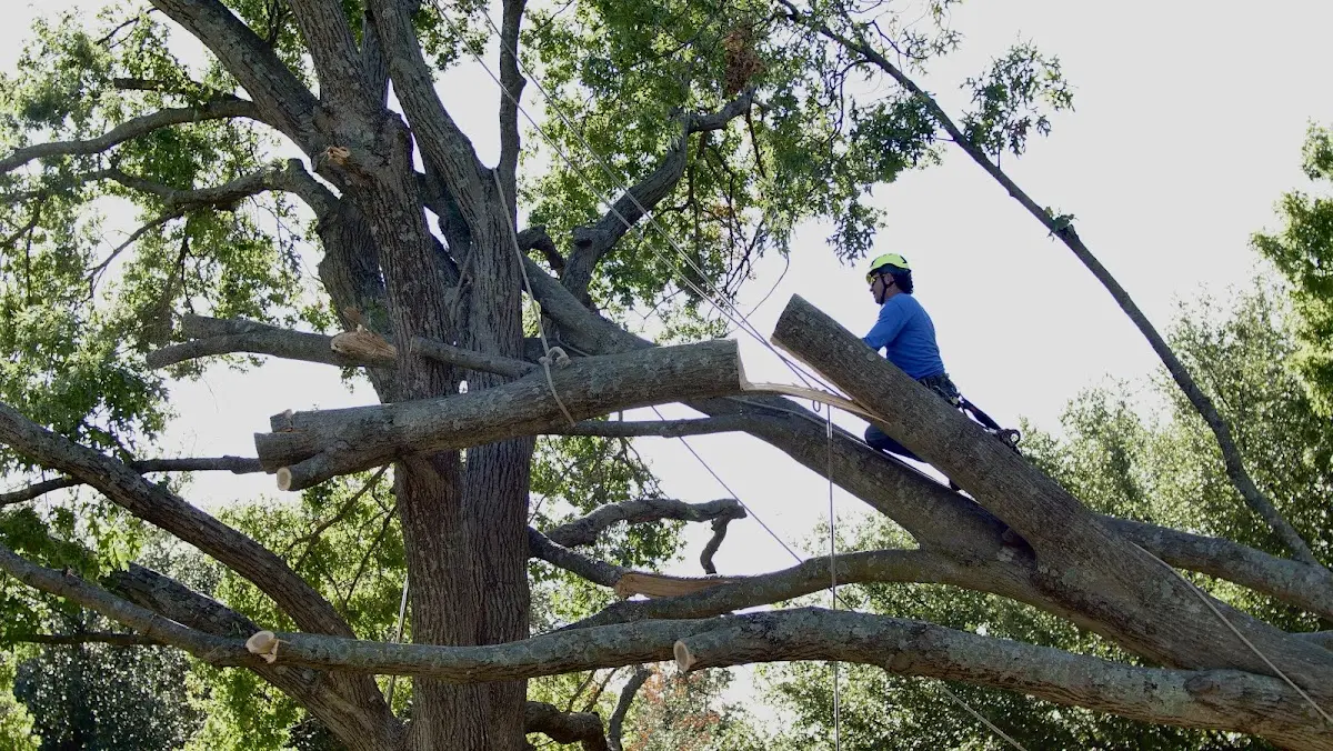 Professional Crown Thinning performed by certified arborists in Melbourne Beach